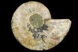 Cut & Polished Ammonite Fossil (Half) - Madagascar #157932-1